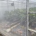 永兴冰糖橙苗
