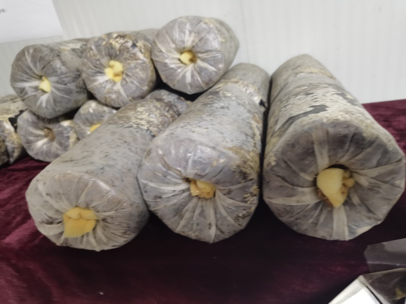 天麻种子立体种植技术推广产品