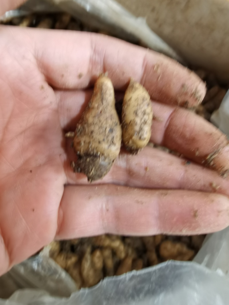天麻种子立体种植技术推广产品