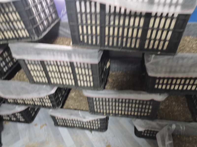 天麻种子立体种植技术推广产品