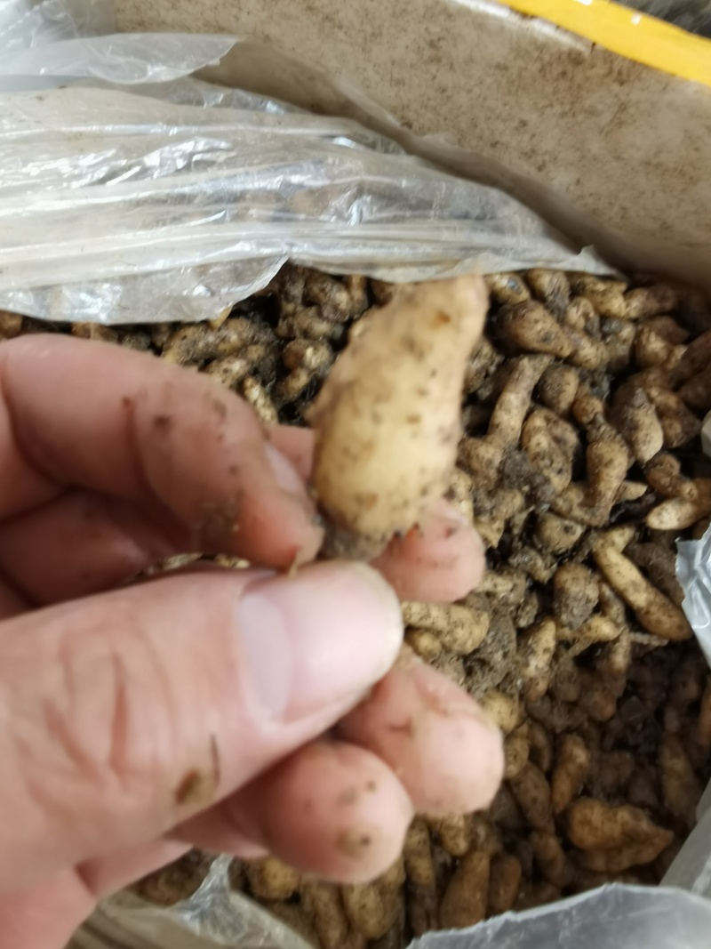 天麻种子立体种植技术推广产品