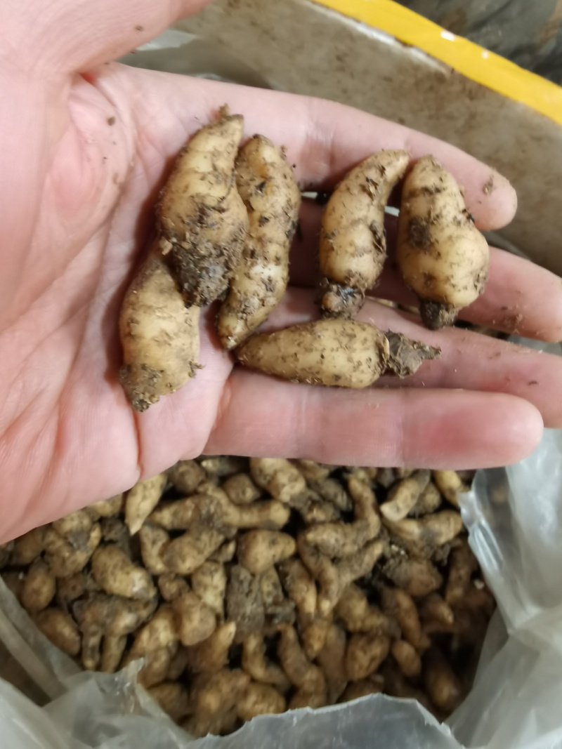 天麻种子立体种植技术推广产品