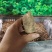 天麻种子立体种植技术推广产品