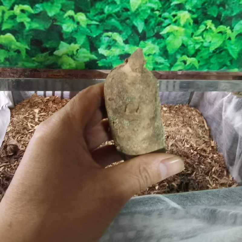 天麻种子立体种植技术推广产品