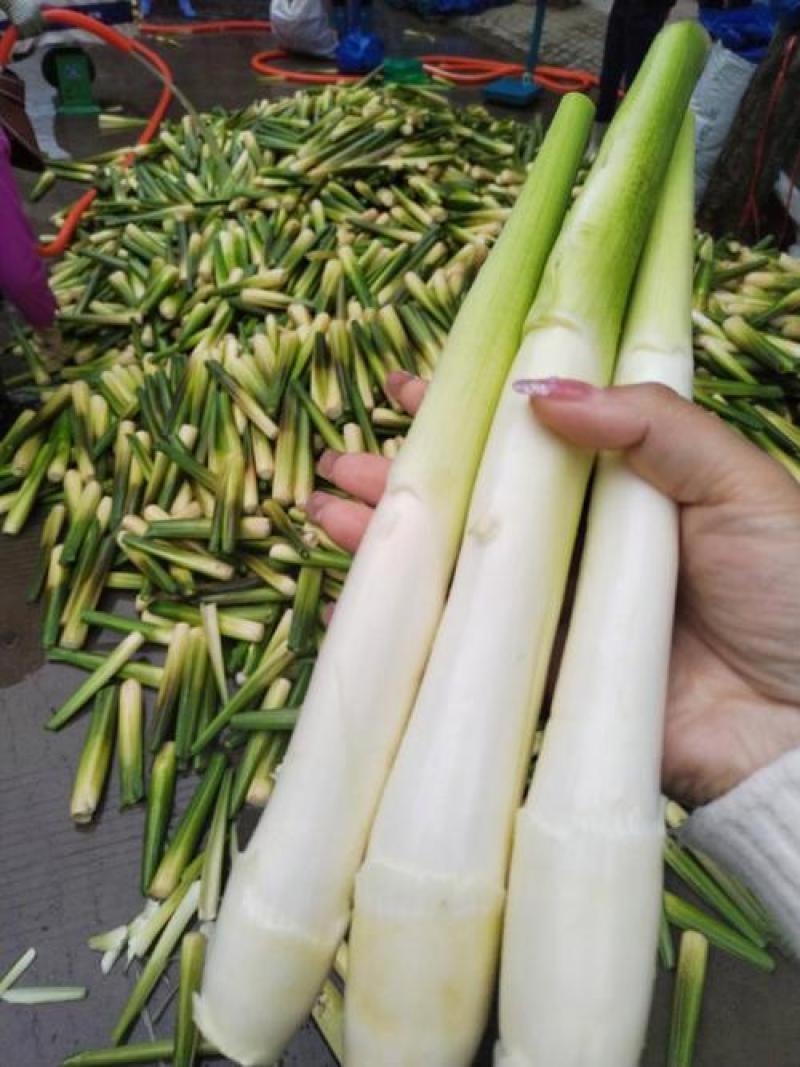 江南升金湖双季茭白绿色无污染量大从优欢迎电联