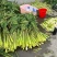 江南升金湖双季茭白绿色无污染量大从优欢迎电联