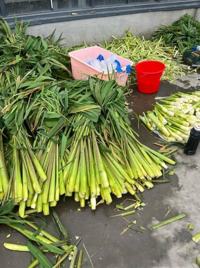 江南升金湖双季茭白绿色无污染量大从优欢迎电联