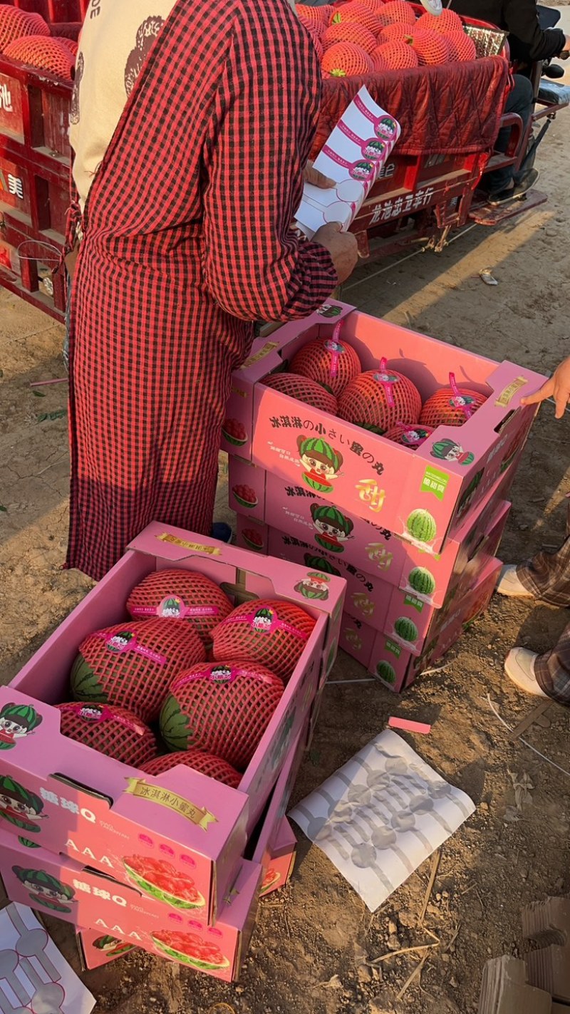 陕西蒲城吊兰小西瓜，小糖丸，为客户提供包装一条龙服务平台