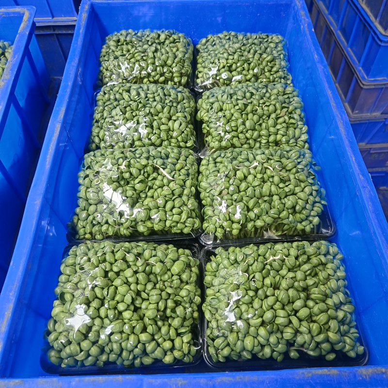 精品豆苗，基地直发，求真务实，保质保量。