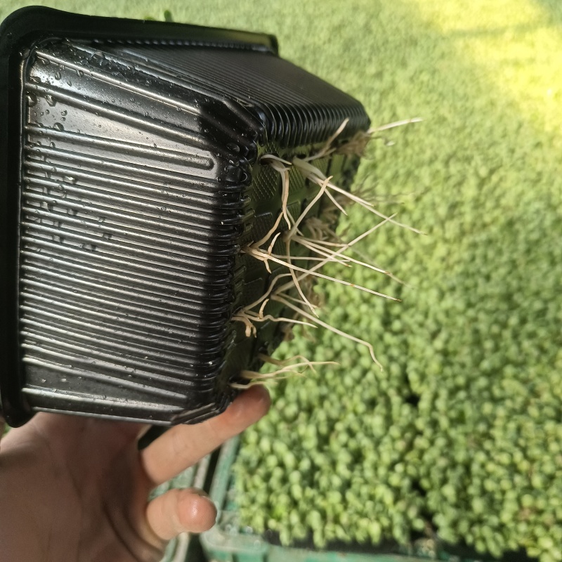 精品豆苗，基地直发，求真务实，保质保量。