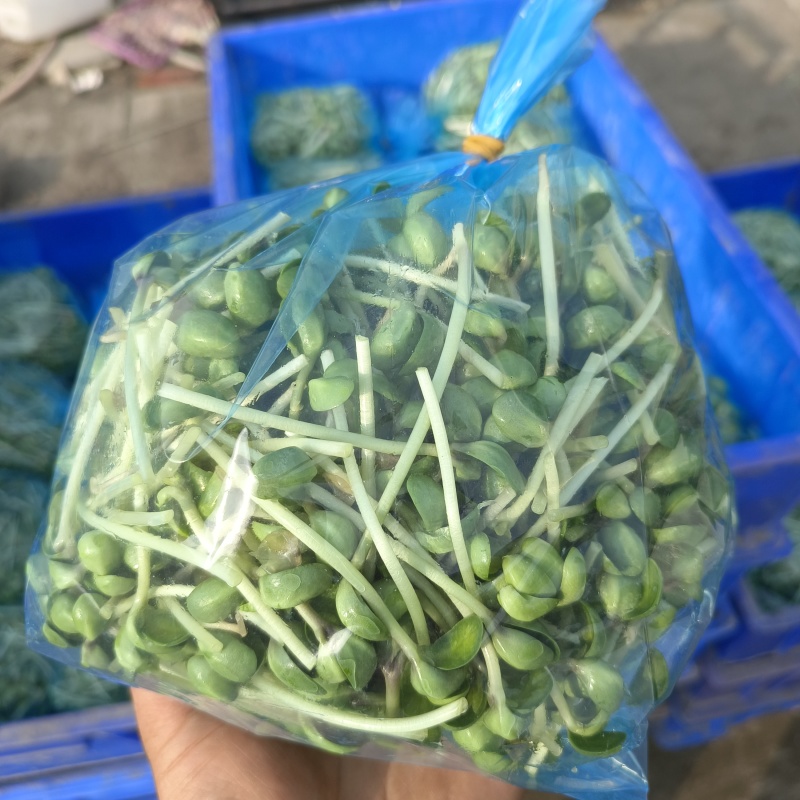 精品豆苗，基地直发，求真务实，保质保量。