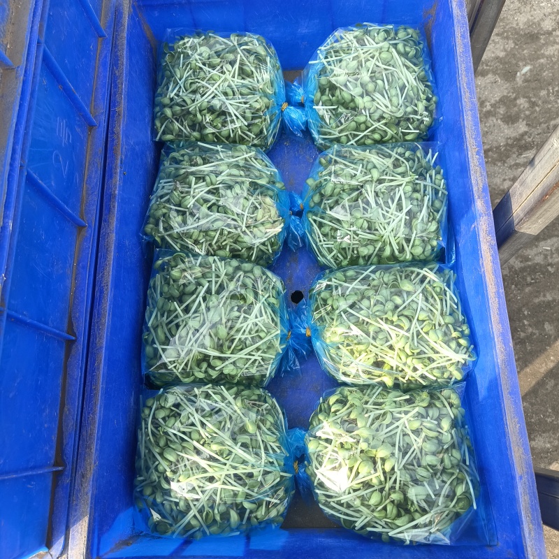 精品豆苗，基地直发，求真务实，保质保量。
