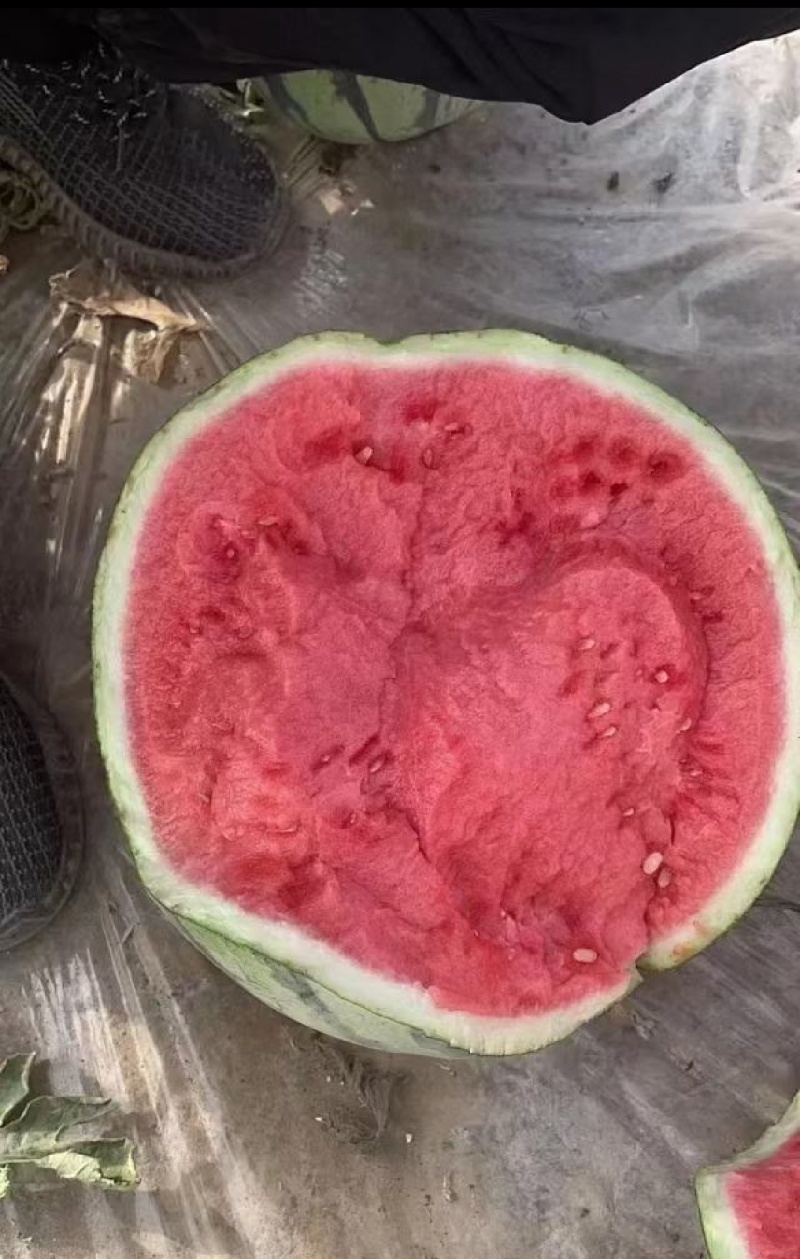 西瓜，无籽美都西瓜高原美都万亩基地，支持商超平台