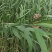 【推荐】精品大粽叶，江苏特产，宽长柔软，欢迎咨询