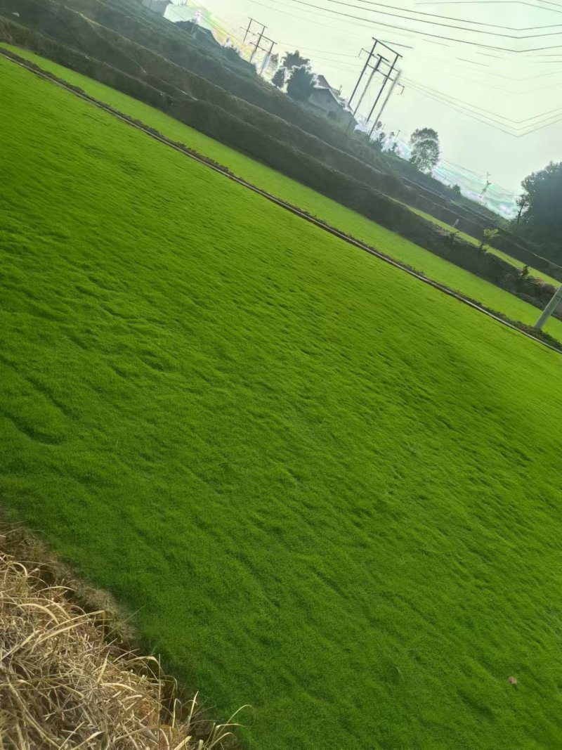 【实力】台湾二号草地理位置优越，交通便利，品种齐全