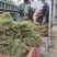 【实力】台湾二号草地理位置优越，交通便利，品种齐全