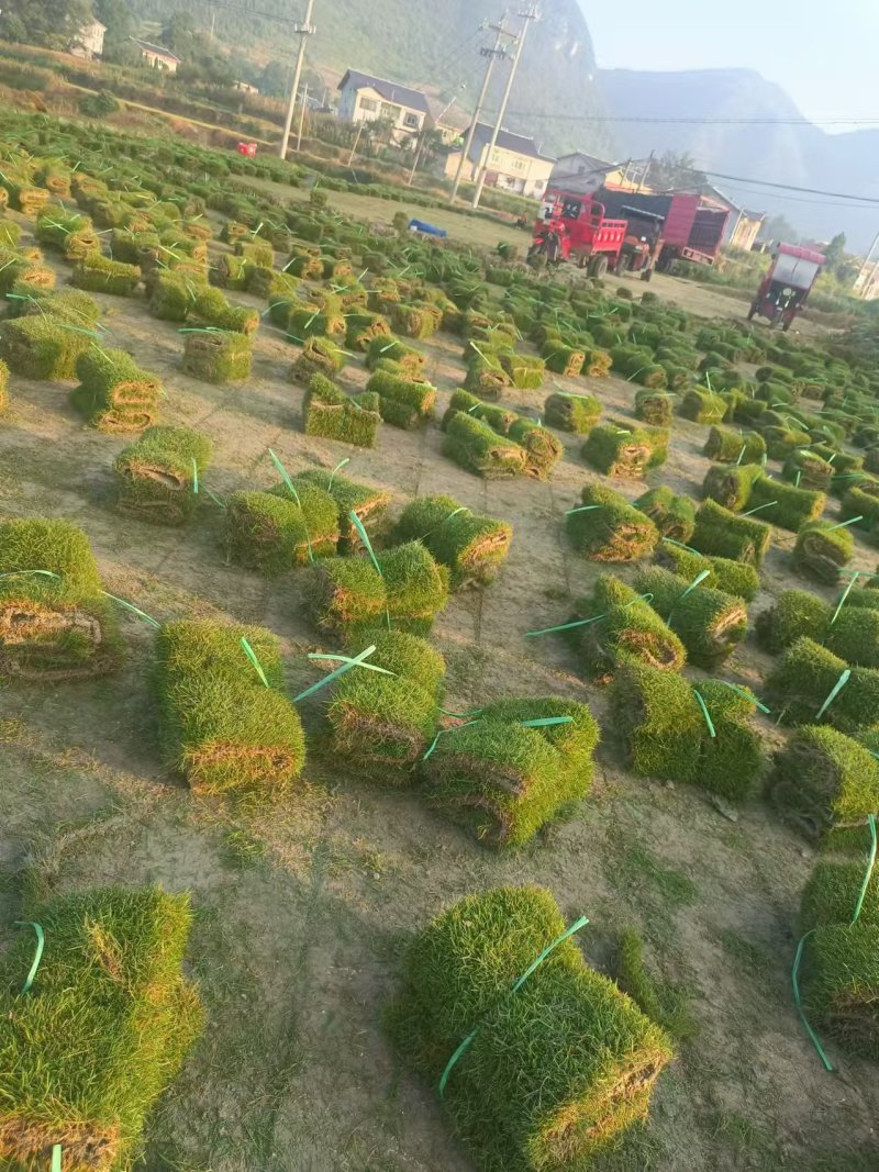 【实力】台湾二号草地理位置优越，交通便利，品种齐全