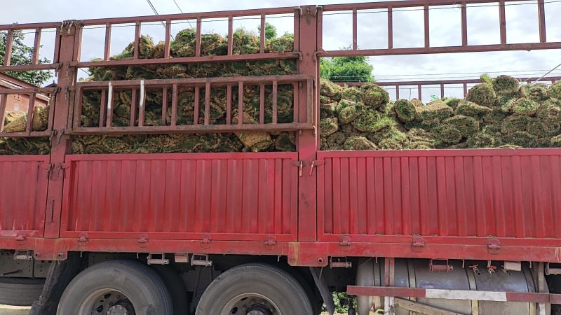 【实力】台湾二号草地理位置优越，交通便利，品种齐全