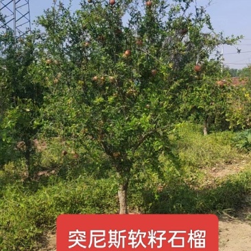 河北定州突尼斯软籽石榴果石榴花石榴丛生独杆