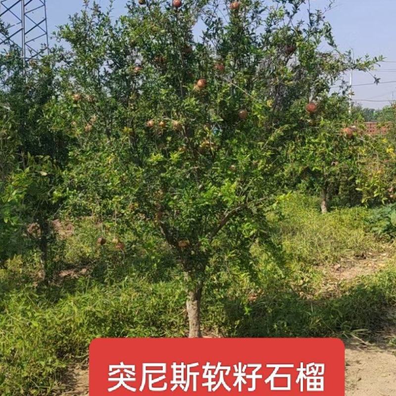 河北定州突尼斯软籽石榴果石榴花石榴丛生独杆