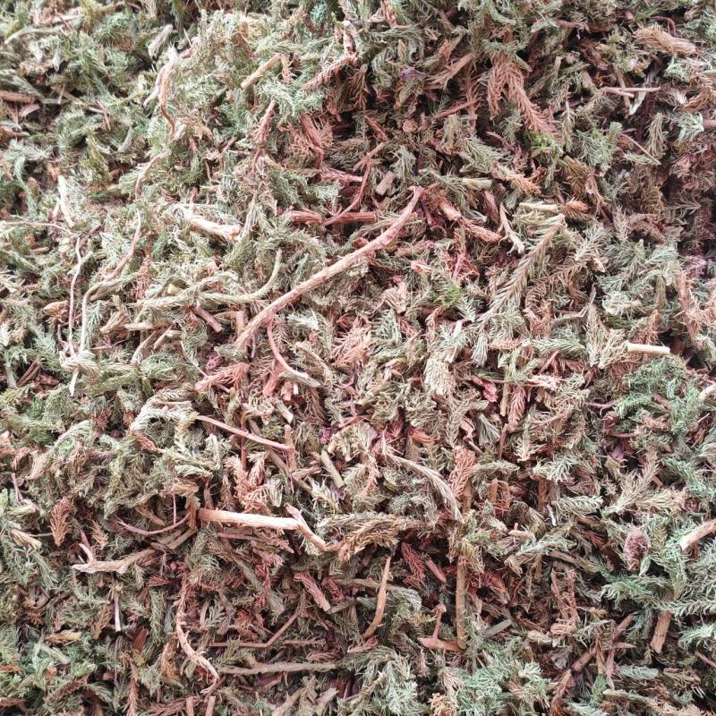 伸筋草