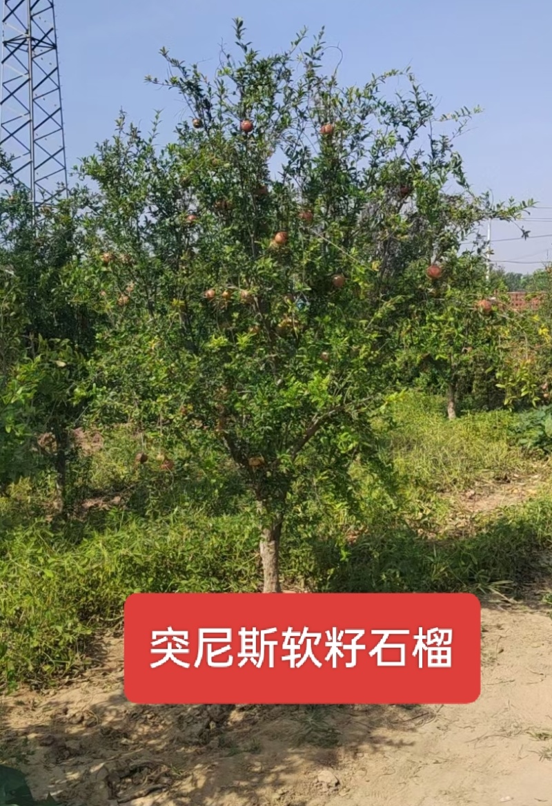 河北定州突尼斯软籽石榴果石榴花石榴丛生独杆