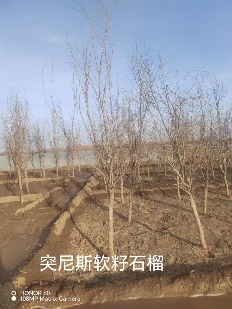 河北定州突尼斯软籽石榴果石榴花石榴丛生独杆