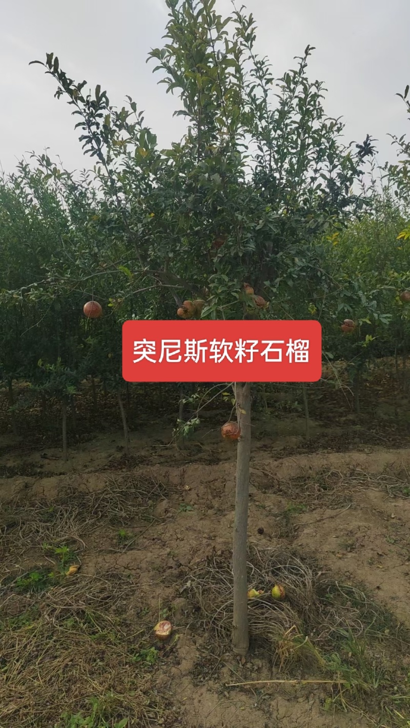 河北定州突尼斯软籽石榴果石榴花石榴丛生独杆