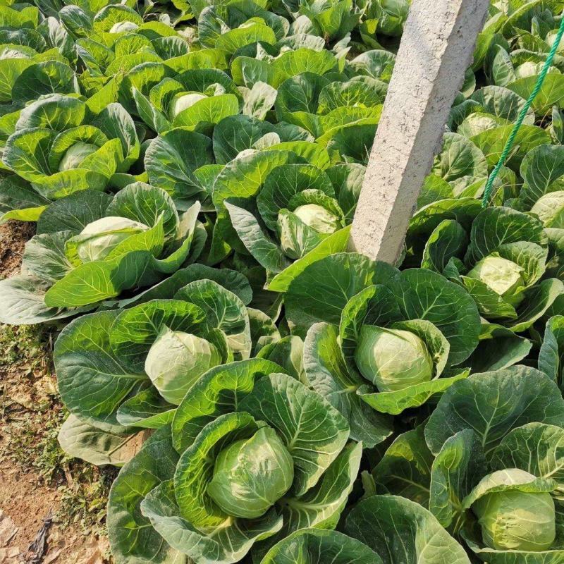 韩国青甘蓝圆包菜大量供应产地直发品质保证量大价优全国发货