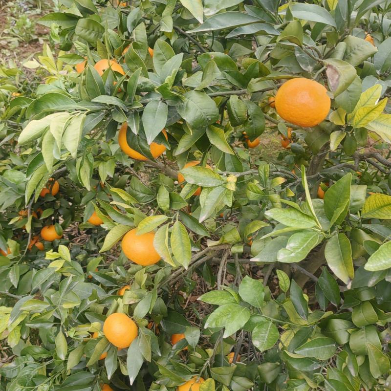 沃柑成都金堂县