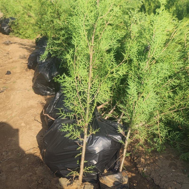 墙院绿植，墓地专用侧柏苗