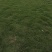 马尼拉草【草坪草】诚信经营支持视频看货，可发往全国市场！