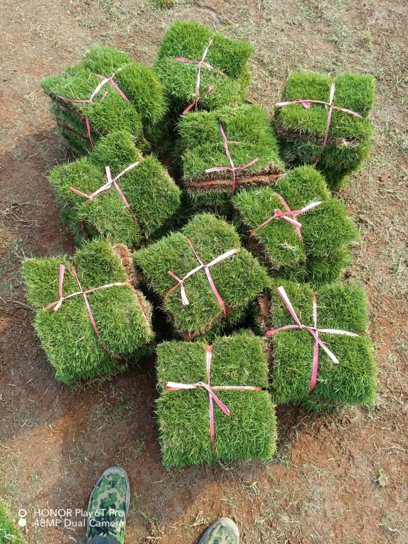 马尼拉草【草坪草】诚信经营支持视频看货，可发往全国市场！