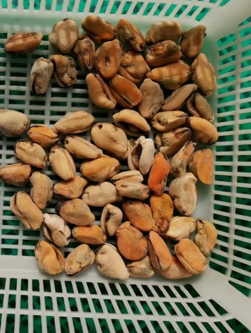 山东精品水产贻贝肉海虹肉海红肉新鲜供应大量批发