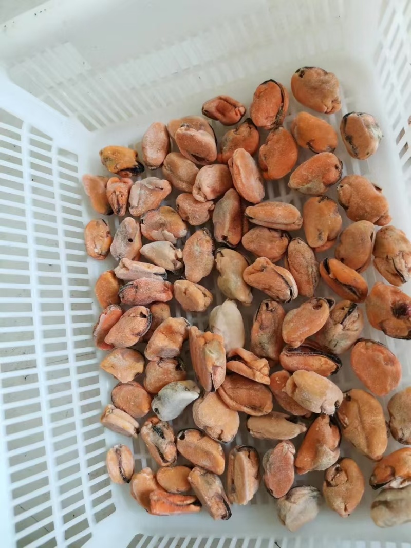 山东精品水产贻贝肉海虹肉海红肉新鲜供应大量批发