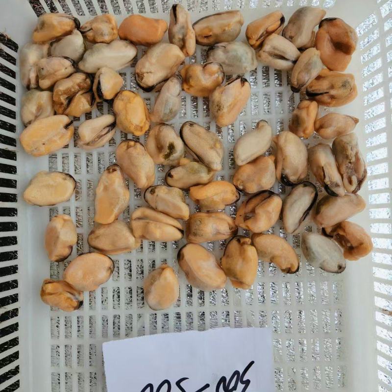 山东精品水产贻贝肉海虹肉海红肉新鲜供应大量批发