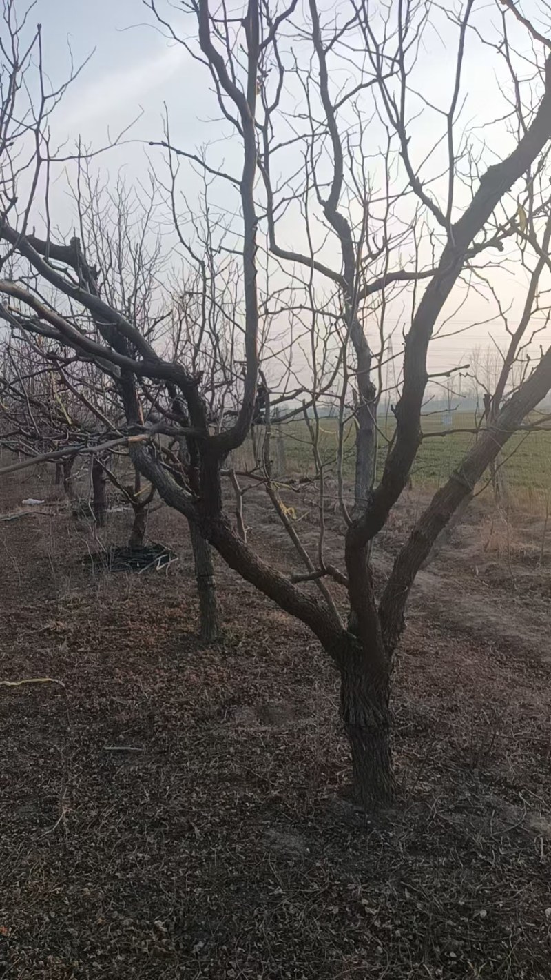 枣树