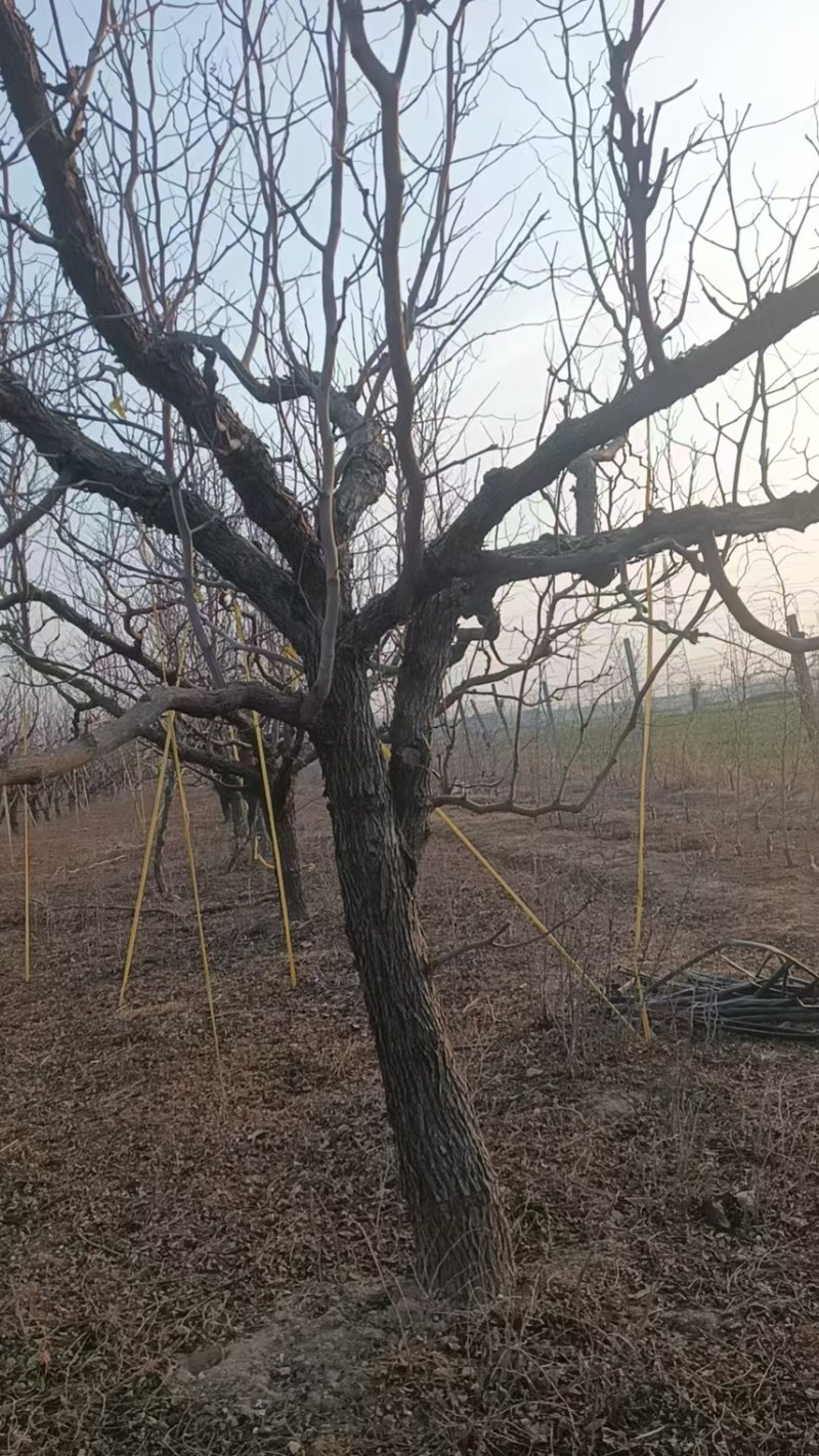 枣树