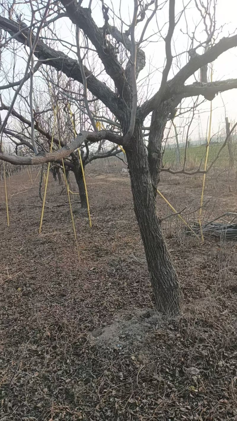 枣树