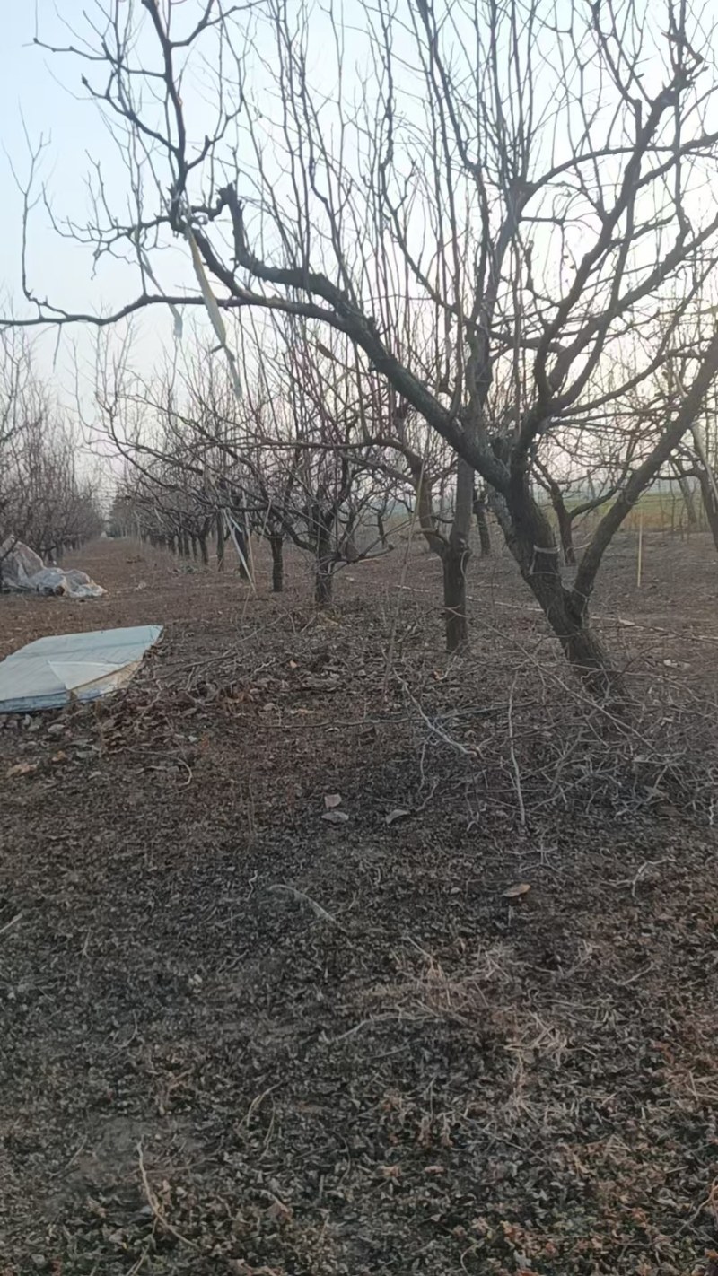 枣树