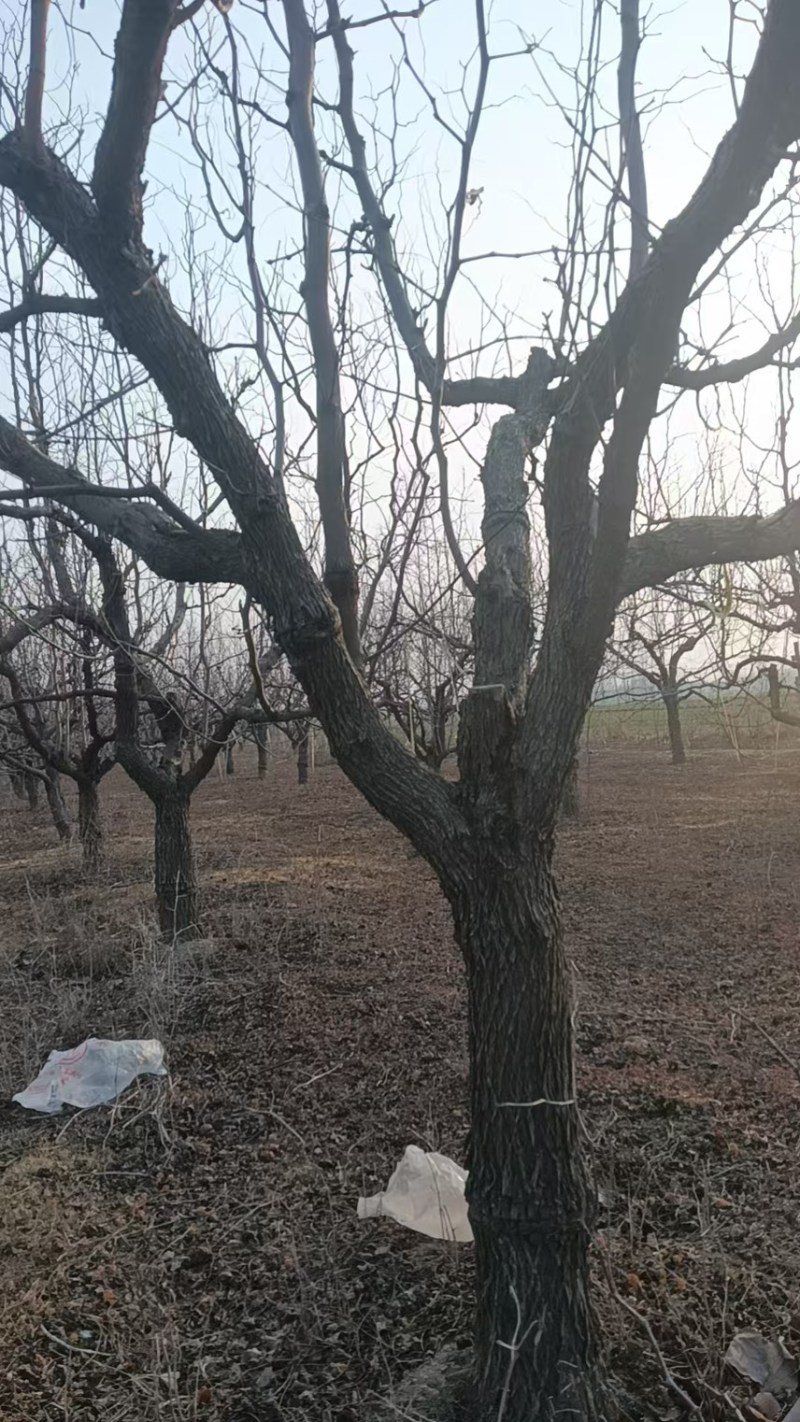 枣树