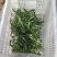 面条菜又叫竹子菜山菜(产地直供一手货源质量好)