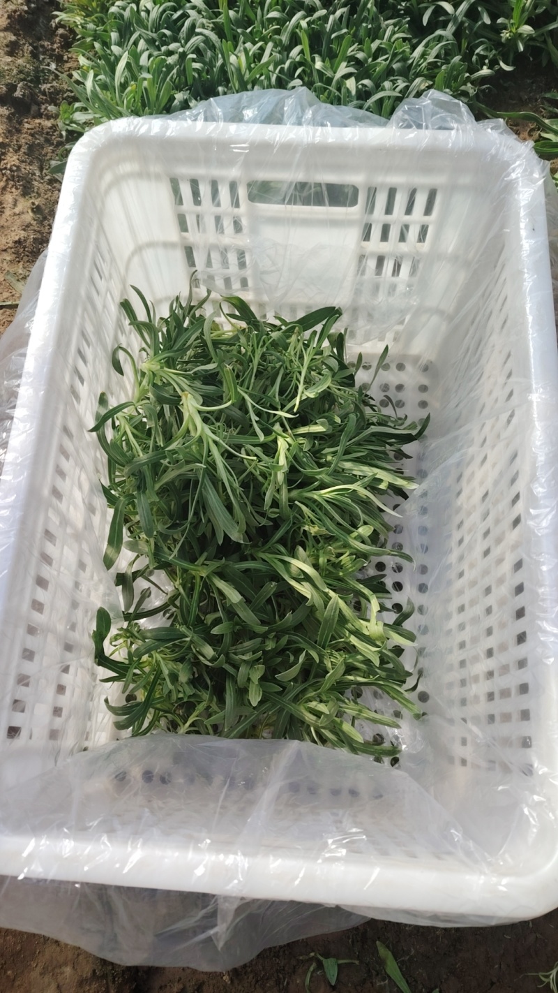 面条菜又叫山菜竹子菜（产地直供一手货源质量好）