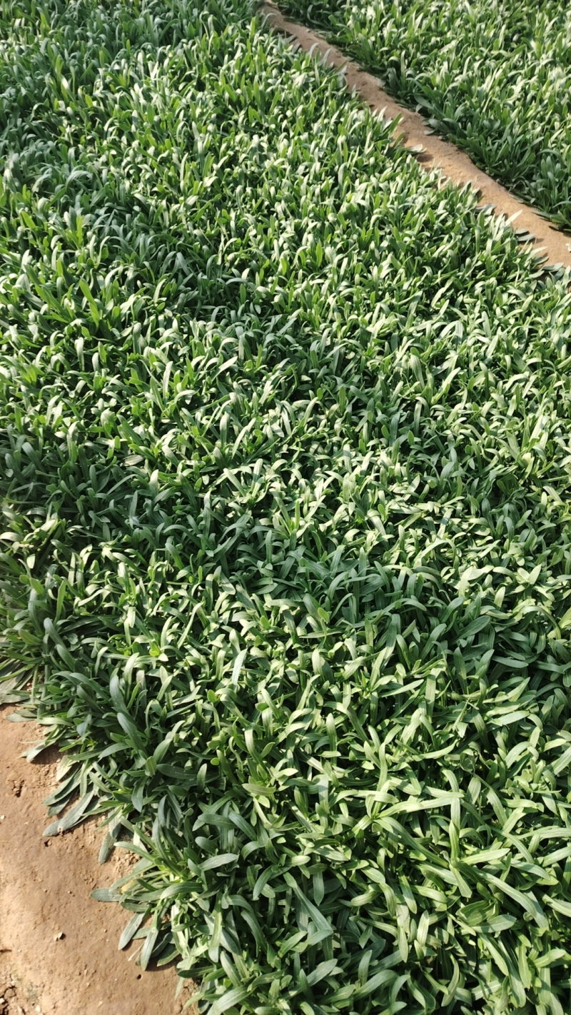 面条菜又叫山菜竹子菜（产地直供一手货源质量好）