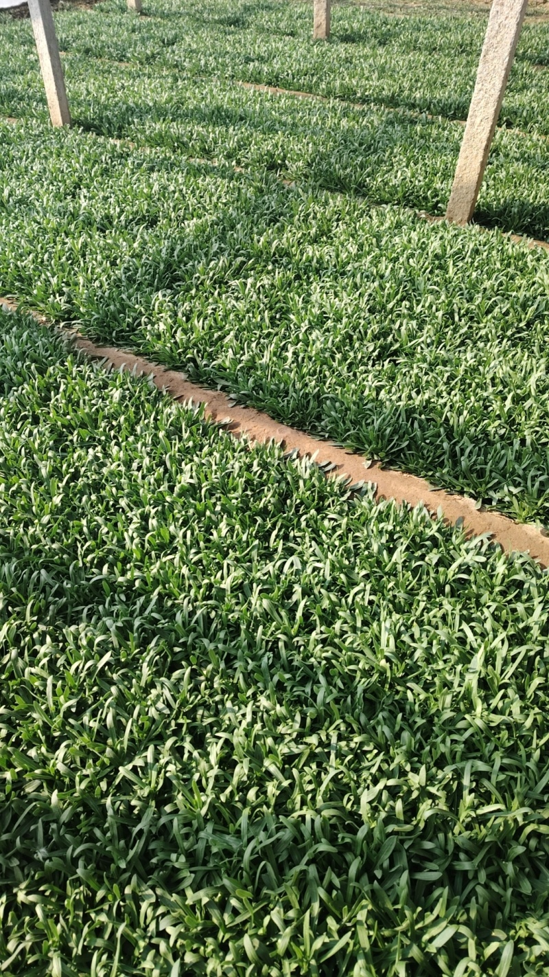 面条菜又叫山菜竹子菜（产地直供一手货源质量好）