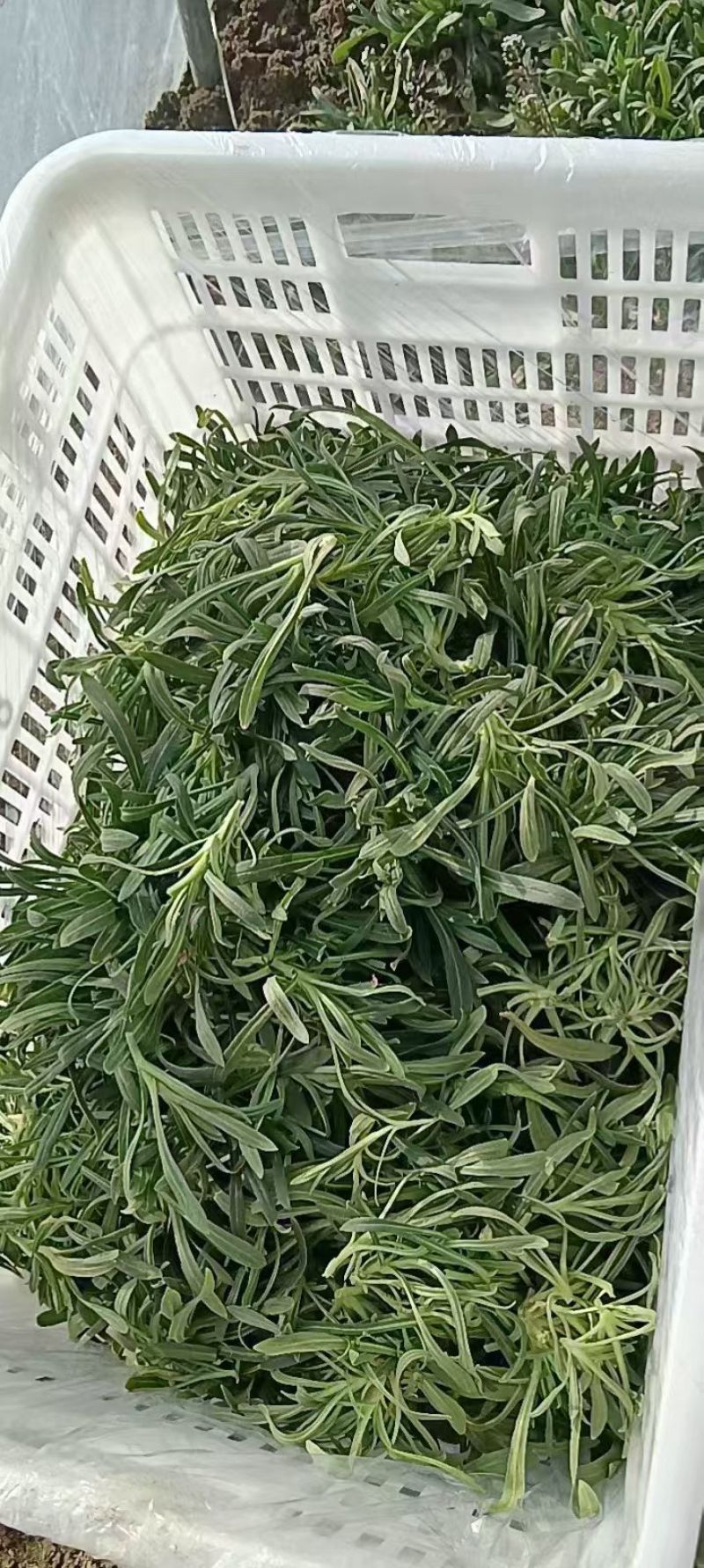 面条菜又叫山菜竹子菜（产地直供一手货源大棚种植）