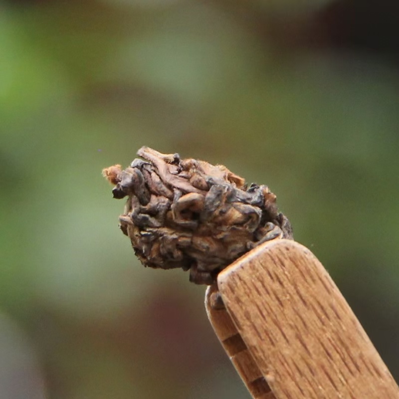 布朗山，老茶头