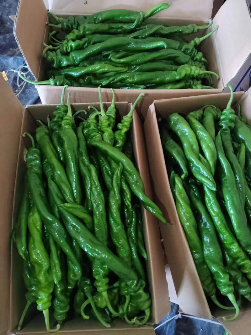 大棚301辣椒线椒螺丝椒代收发货，种蔬菜都有大量有货。