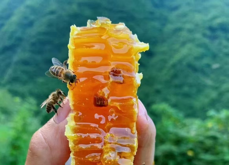 精品蜂蜜原产真蜜甜而不腻厂家直供货源充足