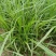 油莎豆种子虎坚果圆形农家豆浆油沙豆虎坚果油豆一年生草本植